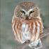 Five Tips for Finding Northern Saw-whet Owls